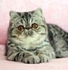 Exotic Shorthair kittens for sale 